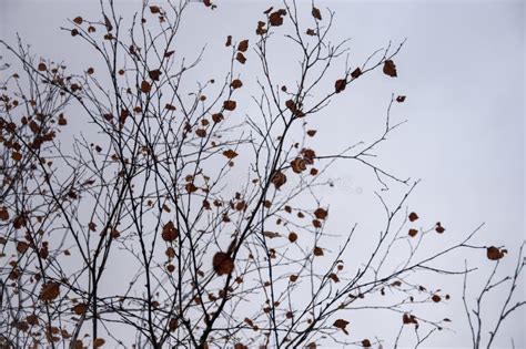 Naked Birch Tree With Rare Small Brown Leaves In The Fall Forest Autumn Background With Dark
