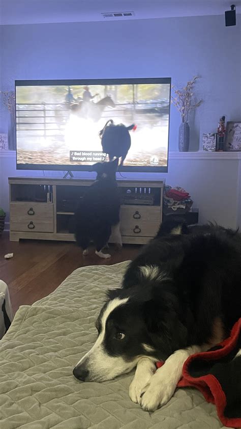 The difference between my border collie (front) and my Aussie (back
