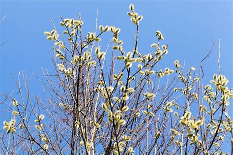 Página Imágenes de Pussy Willow Descarga gratuita en Freepik
