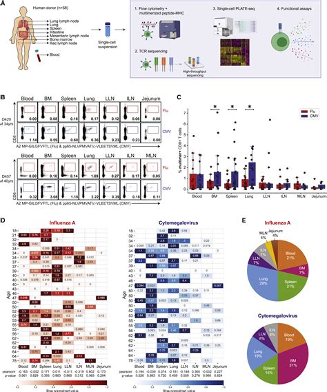 Heterogeneity Of Human Anti Viral Immunity Shaped By Virus Tissue Age And Sex Cell Reports