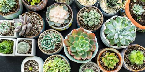 15 Best Succulent Plant Types and How to Grow Them Indoors or Out