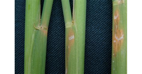 stem borer feeding signs
