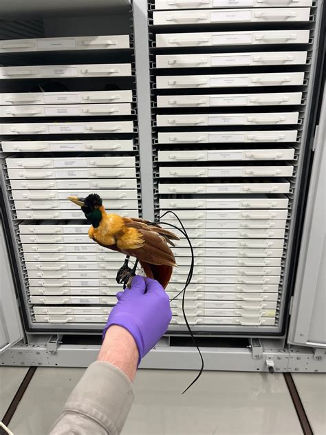 Rare bird finds a roost in Gatineau after long, mysterious journey