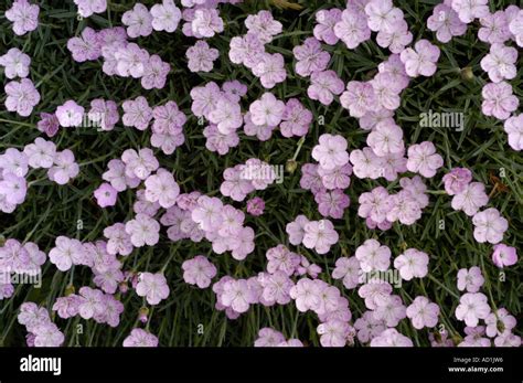 Alpine Pink Flower Caryophyllaceae Dianthus Graniticus France Stock