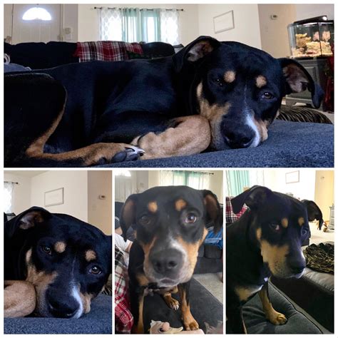 New health studies will benefit your pitbull x rottweiler mix longevity 22