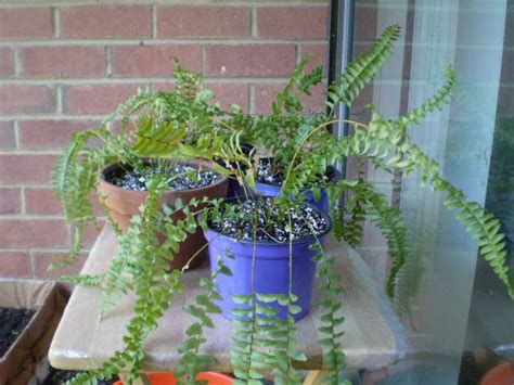 Green Jean New Ferns And A Spider Plant Urn