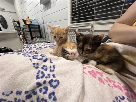 CatDistributionSystem