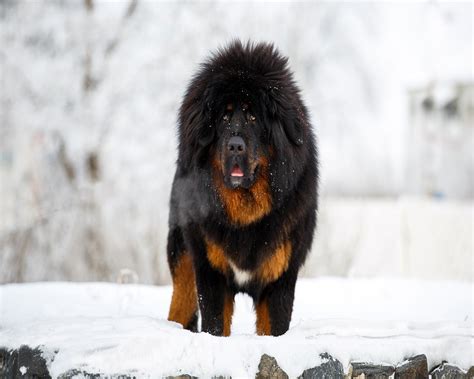 Raça De Cão Mastim - Mastim Tibetano - Cão Nosso Raças de Cães Grandes