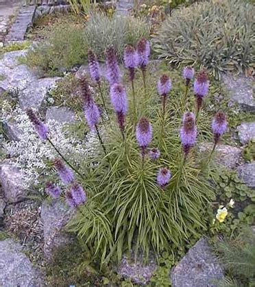Купить семена Лиатрис Liatris Blue Bird в Москве: доставка семян по ...