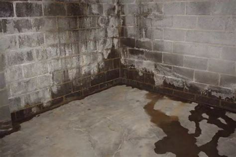 Mold On Concrete Block Walls Determining Source Of Fuzzy White Growth