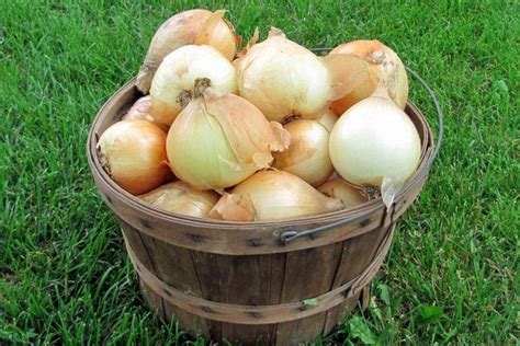 Walla Walla Bulbing Onion Seeds — San Diego Seed Company