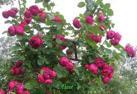 Роза Ascot (Аскот) (ID#583233922), цена: 125 ₴, купить на Prom.ua