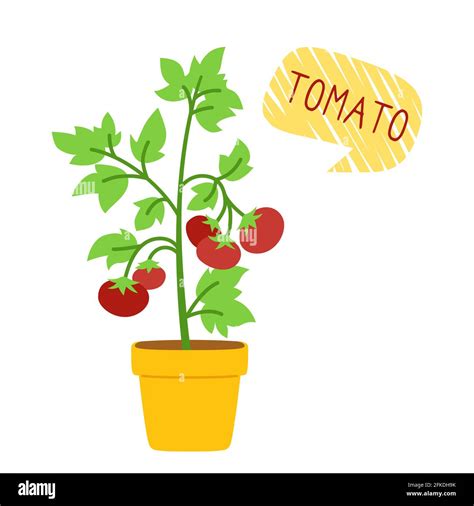 Tomato bush in pot for houseplants flat cartoon card. Organic tomato plants with speech bubble ...