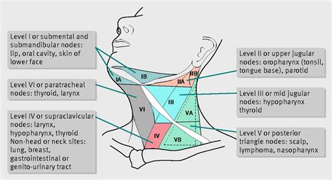 An Adult With A Neck Lump The Bmj