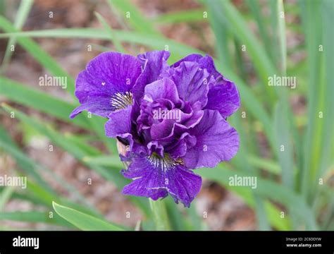 Iris 'Concord Crush' Stock Photo - Alamy