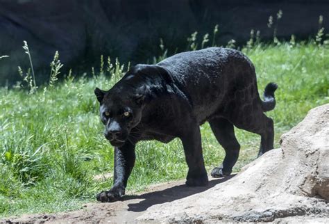 meet  rare black jaguar   uk zoo animals   globe