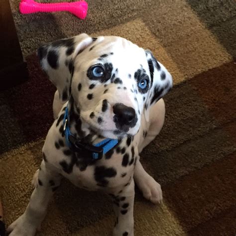 My Beautiful Blu Eyed Girl Dalmatian Puppy Puppies Cute Baby Animals