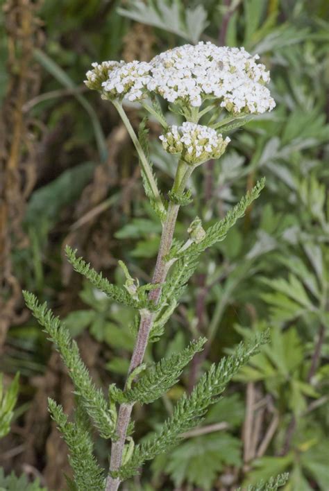 How to Grow and Use Yarrow