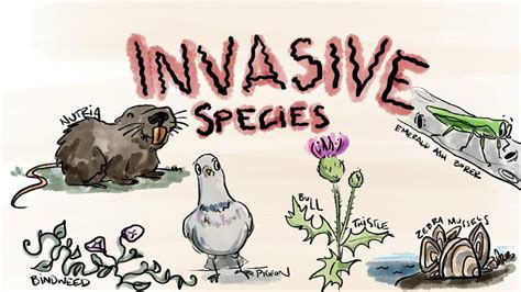 A Report On Invasive Species Youngzine Changing Ecosystems