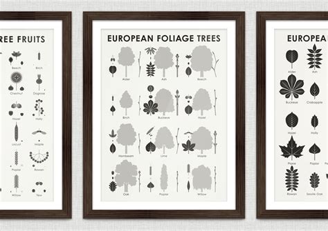 Identification Chart for European Foliage Trees on Behance