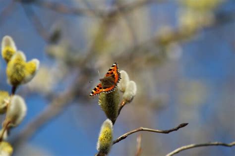 Premium Photo Close Up Of Butterfly Pollinating On Pussy Willow