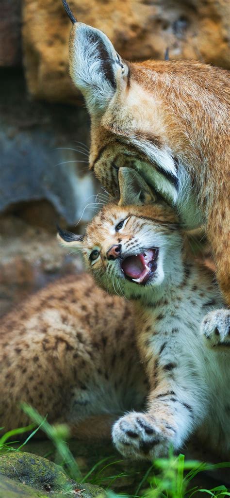 Baby Lynx Wallpaper