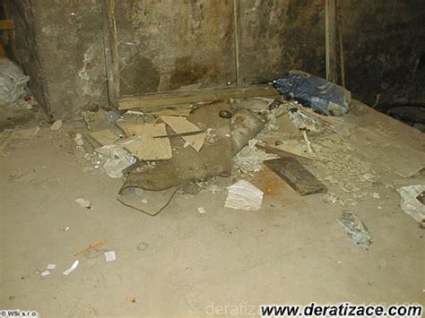 Deratizace – Deratizace.com