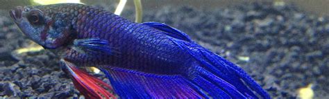 Betta In Distress: 5 Steps To Rescue Your Fish's Failing Swim Bladder