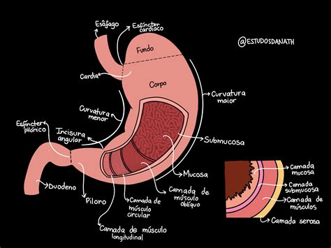 Anatomia Do Estômago Anatomia Humana I