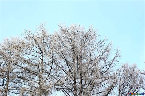 Trees Naked And A Blue Clear Sky In Winter Free Image