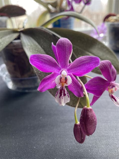 My ‘Bronze Maiden’ in bloom : r/orchids