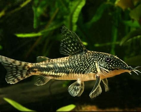Kirysek brodaty - Kirys czaprakowy - Scleromystax • Cena, Opinie • Ryby