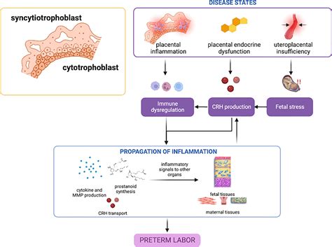 Frontiers Spontaneous Preterm Birth Involvement Of Multiple Feto Maternal Tissues And Organ