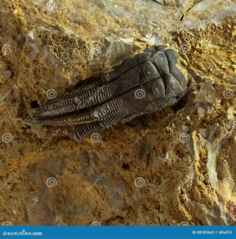 animal fossils 10