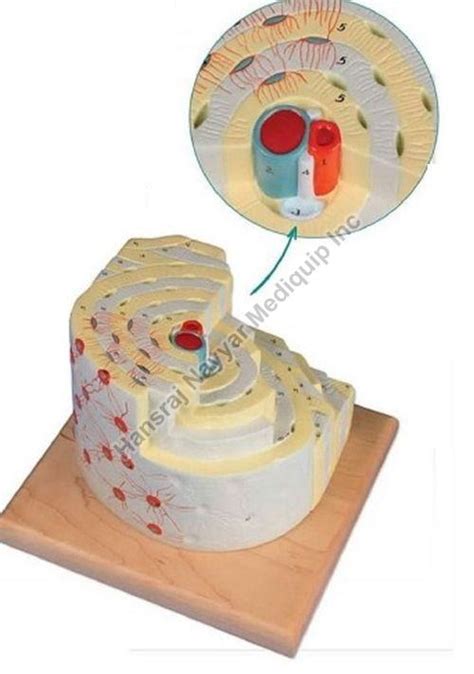 Bone Structure 3d Anatomical Model Manufacturer Supplier From Amritsar