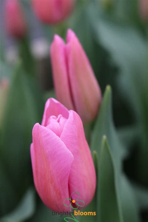 Tulip Mistress – Brighter Blooms