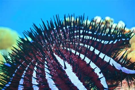 Ciernie Zdjęcia Stock - Pobierz 31,849 Zdjęcia Royalty Free