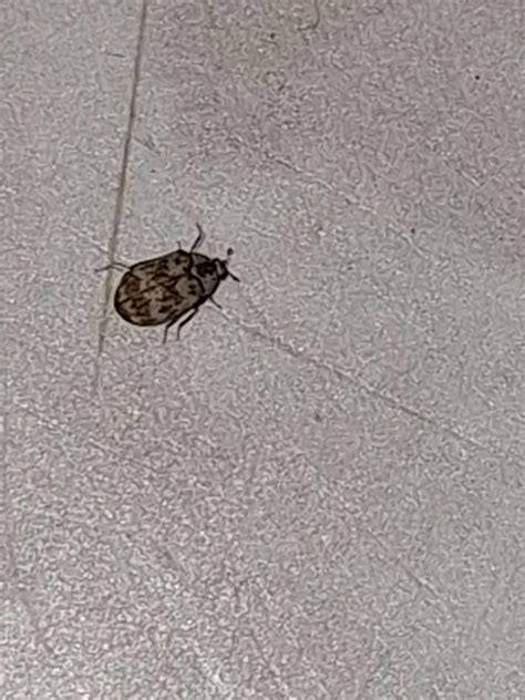 Summer always brings these tiny bugs into my house and bother me when