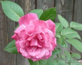 Manou Meilland - Энциклопедия роз