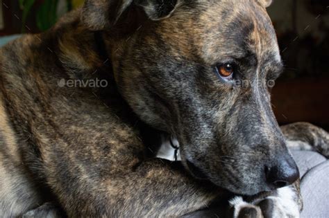 Brindle Plott Hound Dog Stock Photo By Nicolerohrerphoto Photodune