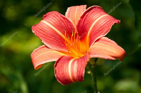 Red lilia flower — Stock Photo © vilant #6112145