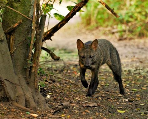 Майконг: описание: где обитает, чем питается, сколько живет