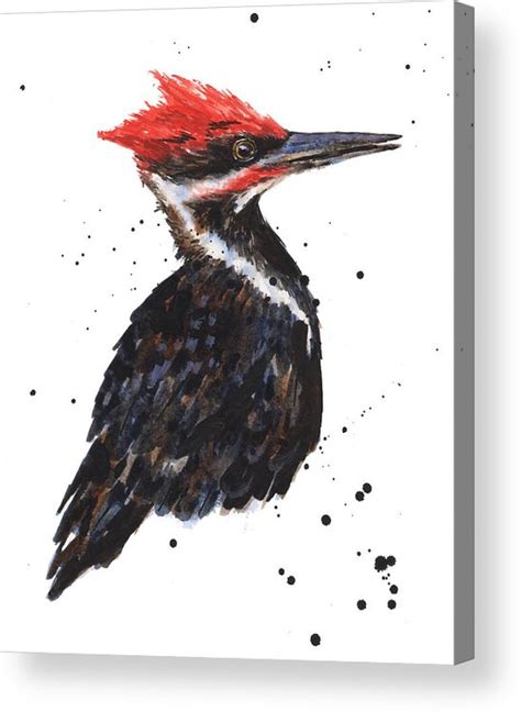 Pileated Woodpecker Drawing At Paintingvalley Explore Collection