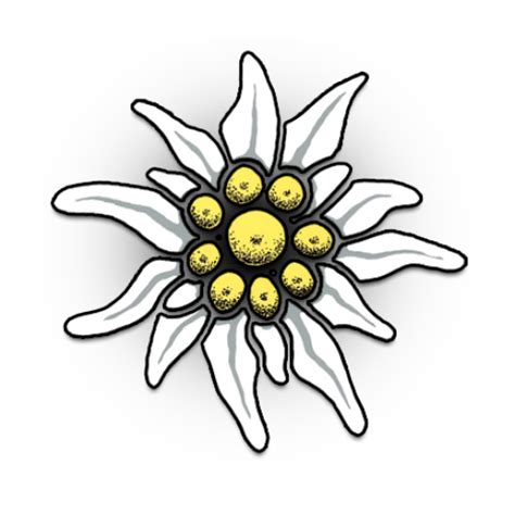 Эдельвейс PNG
