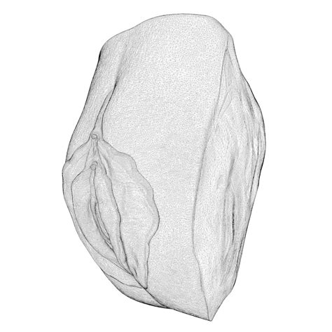 Realistic Anatomy Of A Vagina For Study D Model CGTrader