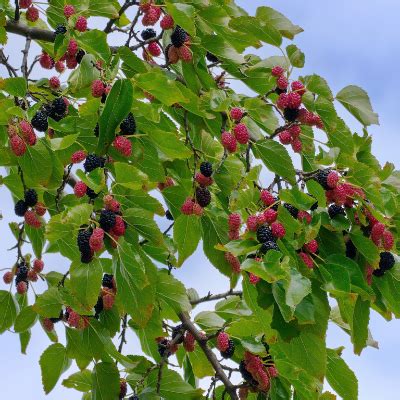 Giant (Black) Fruiting Mulberry Tree - Bob Wells Nursery - U.S. Shipping