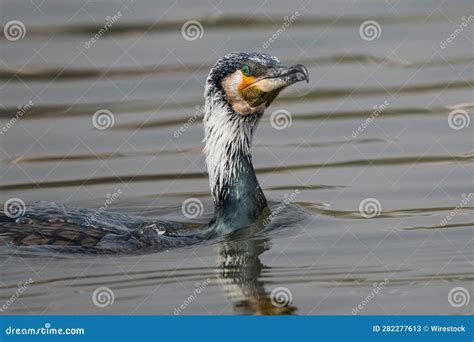 Great Cormorant with Breeding Plumage Swimming in the Lake Stock Image ...