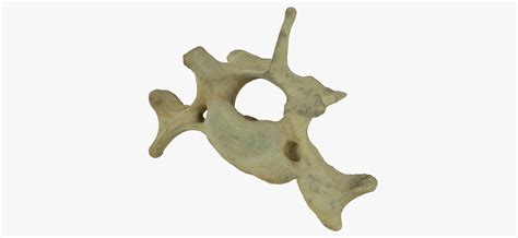 3d Model Bear Ursus Cervical Vertebrae C5 Raw Scan Turbosquid 2118695