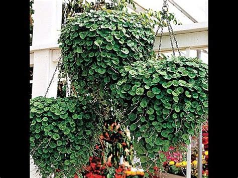 Ампельные Цветущие Растения Фото – Telegraph