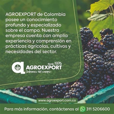 A Agroexport Uma Empresa Tradicional - Agroexport - 🔍 AGROEXPORT DE COLOMBIA Con más de años de experiencia y ...